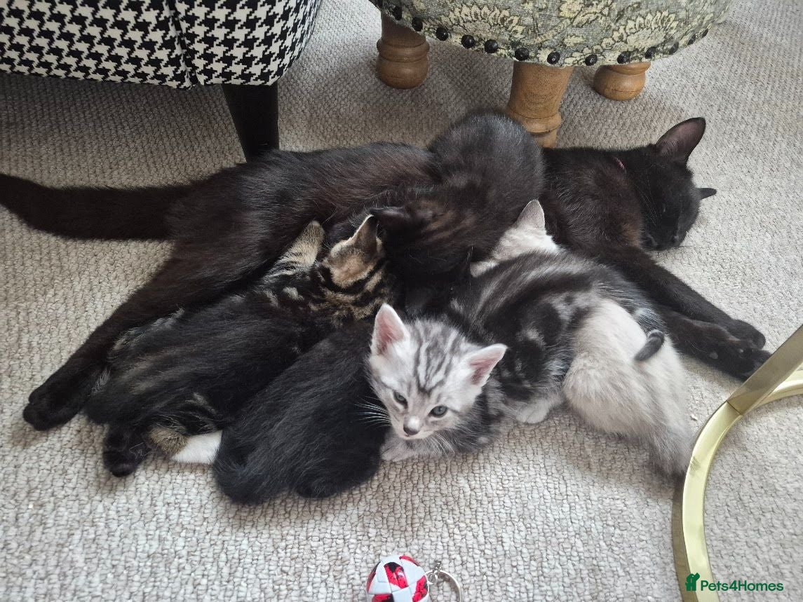 British Shorthair cats gorgeous british shorthair mix tabby kittens x5 - Advert 7