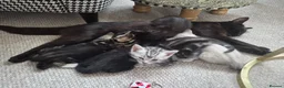 British Shorthair cats for sale: gorgeous british shorthair mix tabby kittens x5 in Sittingbourne - Advert 1