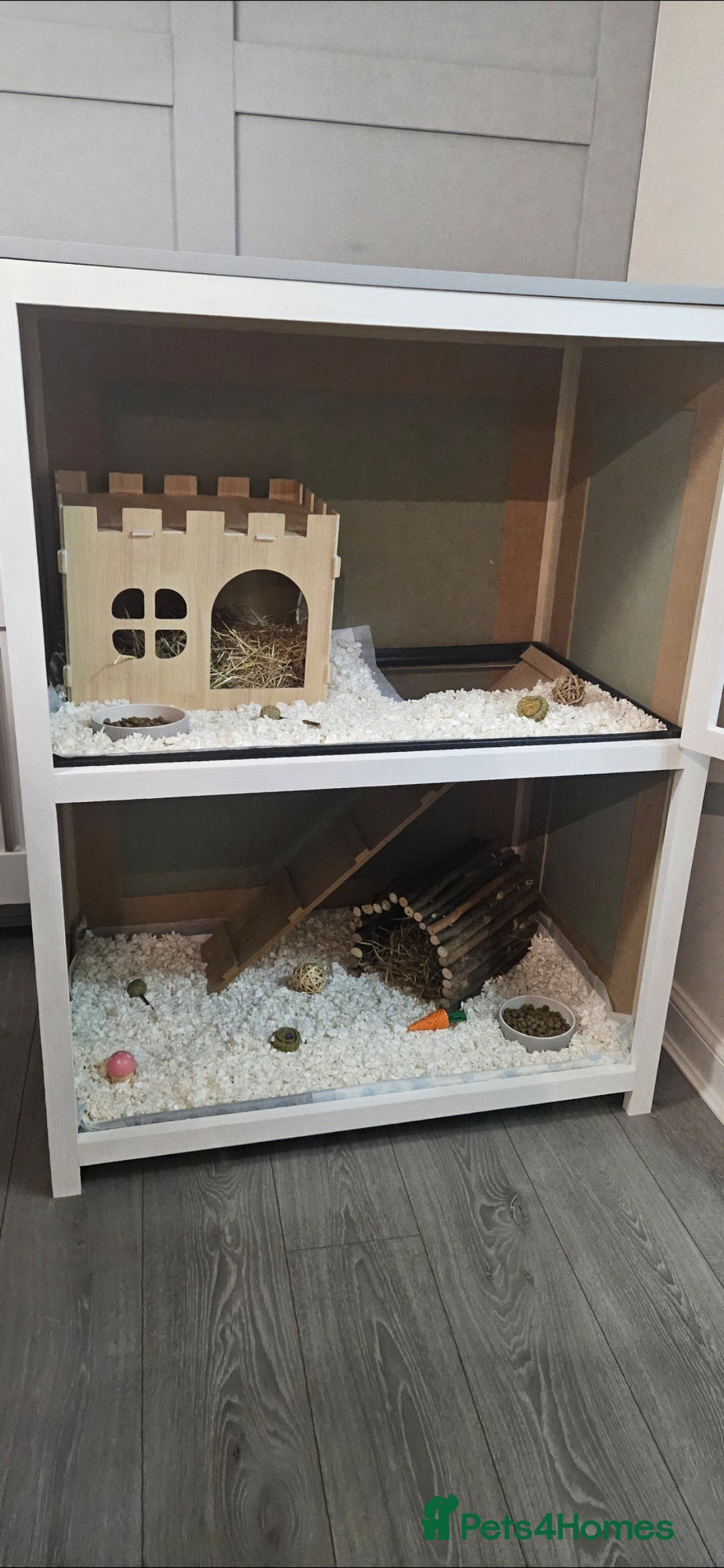 Lionhead rabbits for sale: Lionhead bunnies x2 male - Advert 6