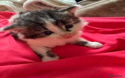 Domestic Shorthair cats for sale: 3 kittens up for sale - Image 1