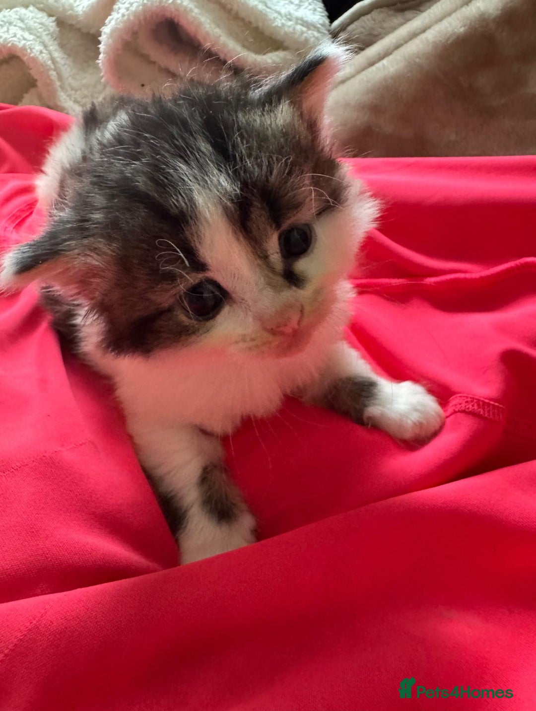 Domestic Shorthair cats for sale: 3 kittens up for sale - Image 1