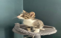 Domestic Shorthair cats for adoption: 12 week old female kitten pair  - Image 3