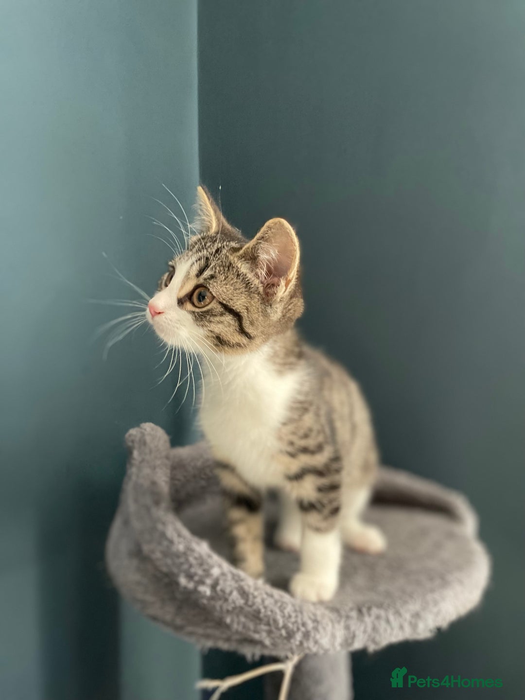 Domestic Shorthair cats for adoption: 12 week old female kitten pair  - Image 3