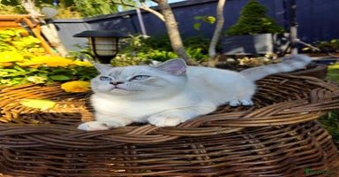 British Shorthair cats - Advert 4