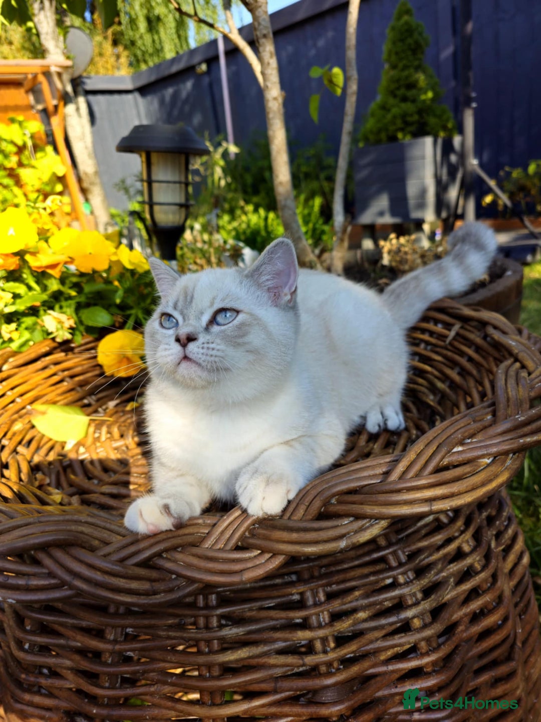 British Shorthair cats for sale: BSH female,GCCF registered - Image 3