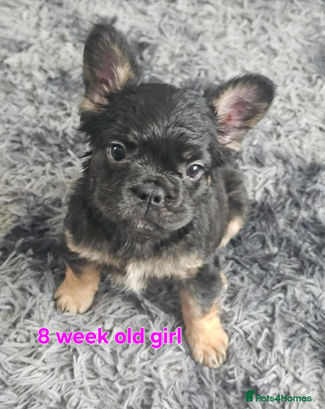 French Bulldog dogs for sale: Visual fluffy french bulldogs in Newcastle upon Tyne - Advert 23