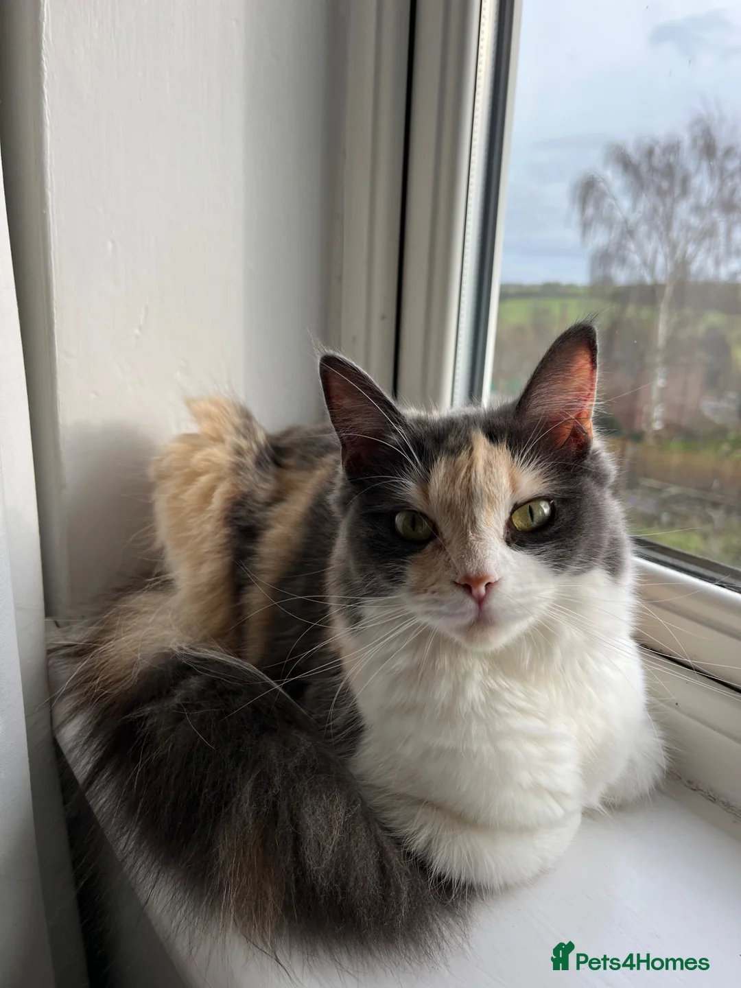 Ragdoll cats for sale: Beautiful main coon x ragdoll kittens  in Daventry - Advert 2