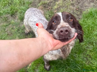 Cocker Spaniel dogs 2 kc cocker spaniels for sale 1 female one male - Advert 7