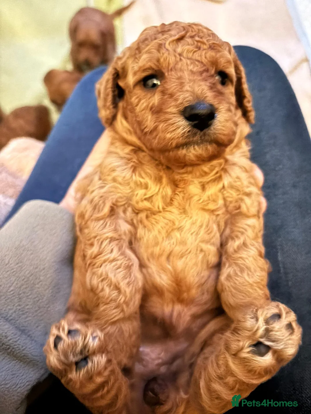 Cockapoo dogs for sale: Stunning deep red cockapoo puppies  - Advert 2