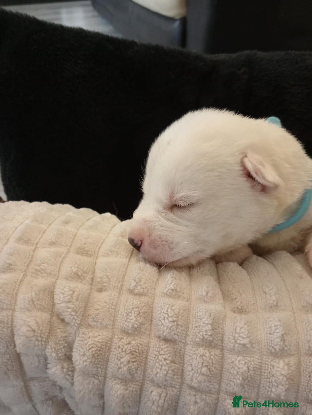 Siberian Husky dogs for sale: Siberian Husky puppies  - Image 9
