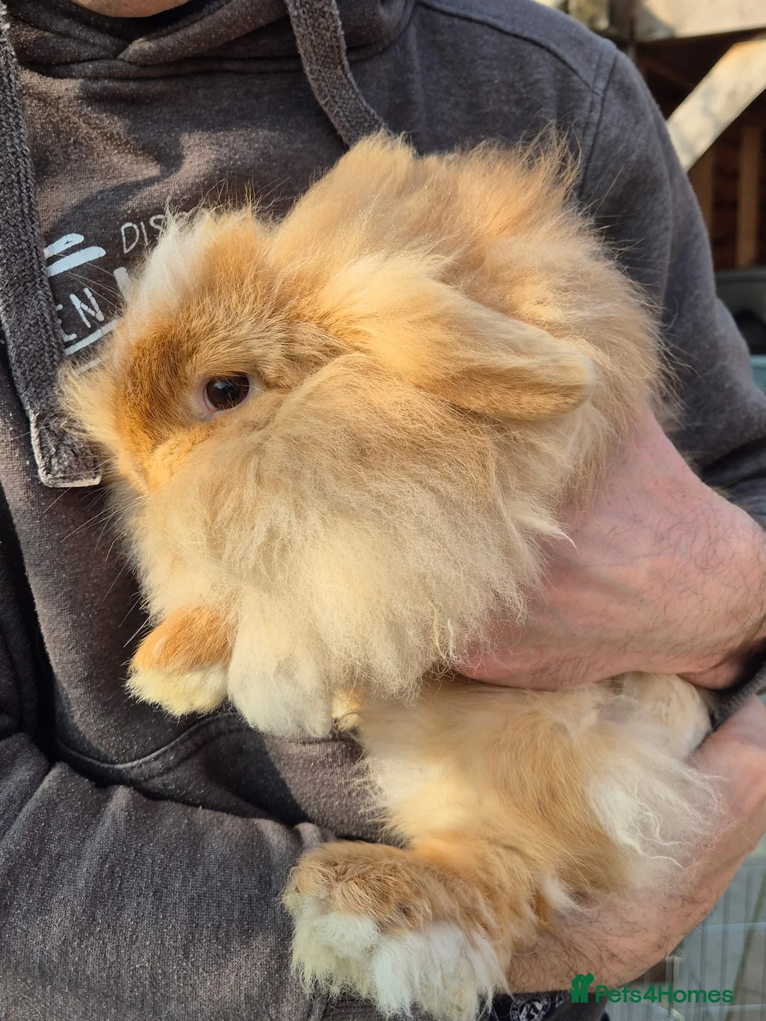 Lionhead rabbits for sale: 2 pure bred lionhead rabbits perfectly healthy - Advert 4