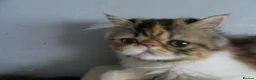 Persian cats for sale: Fantastic Female Persian kitten ready now - Advert 20