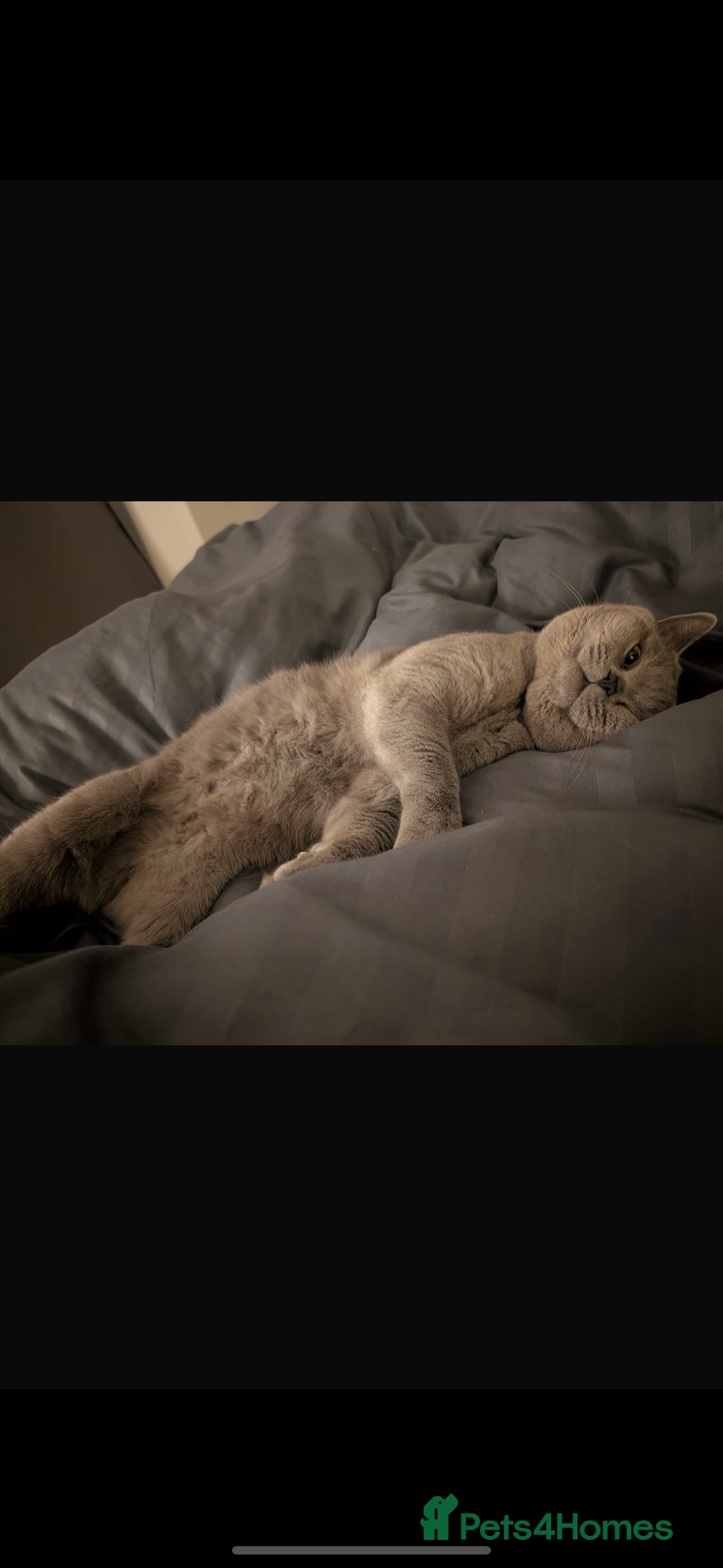 British Shorthair cats for sale: GCCF REG PURE BLUE PEDIGREE BSH ACTIVE BOY - Advert 2