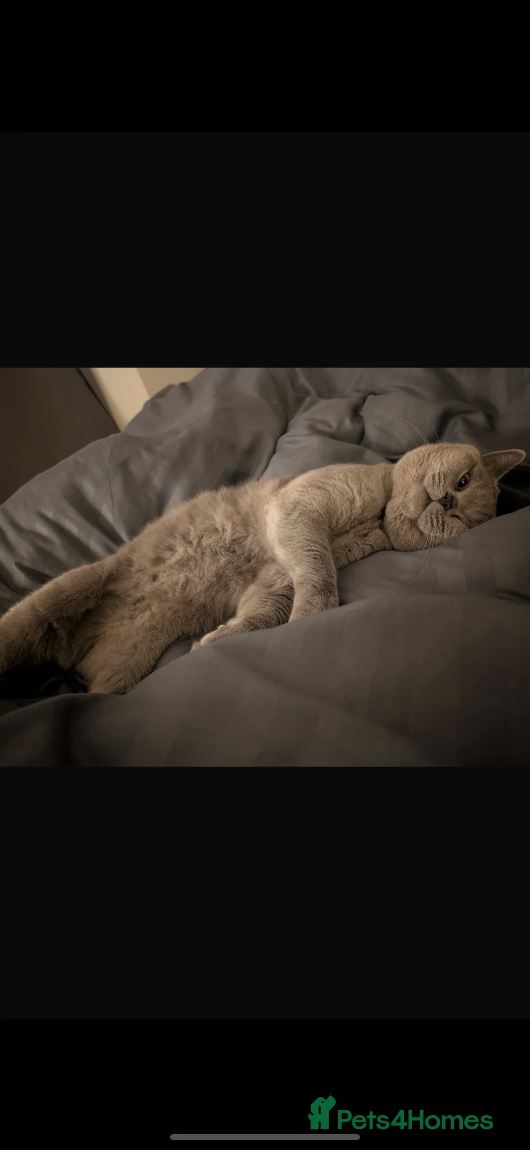 British Shorthair cats for sale: GCCF REG PURE BLUE PEDIGREE BSH ACTIVE BOY - Advert 2