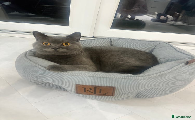 British Shorthair cats - Advert 1