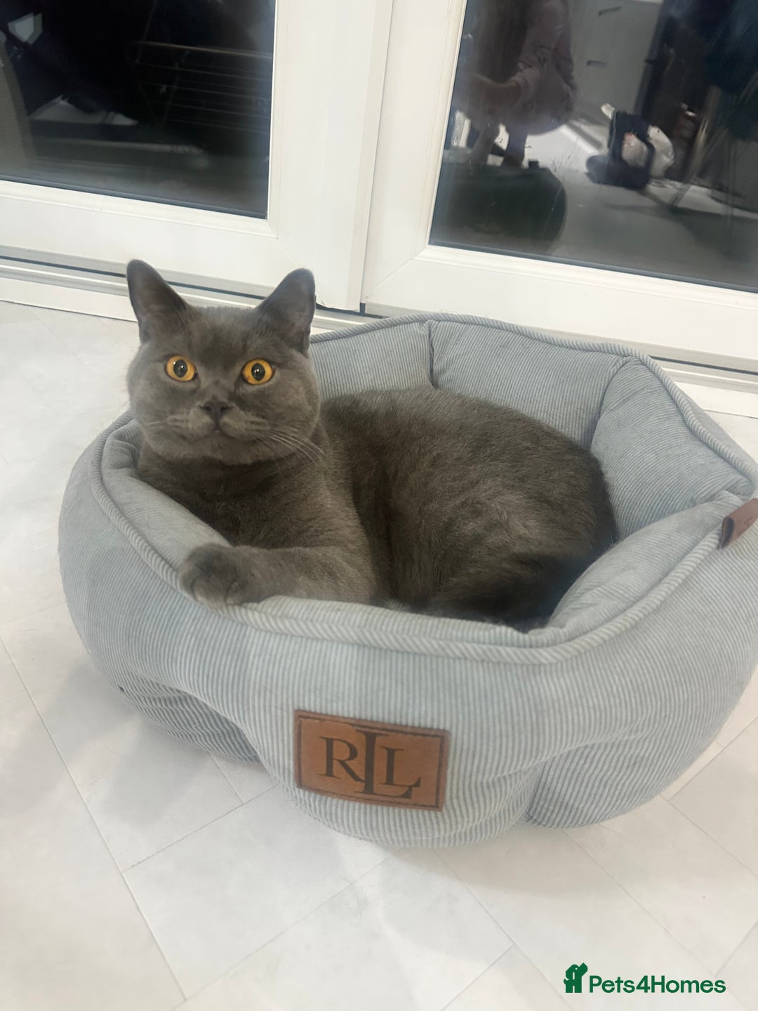 British Shorthair cats for sale: Male British shorhair - Image 1