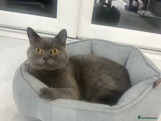 British Shorthair cats - Advert 32