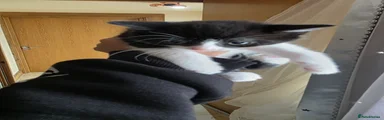 British Shorthair 3