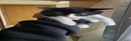 British Shorthair cats for sale: Kittens  - Advert 7