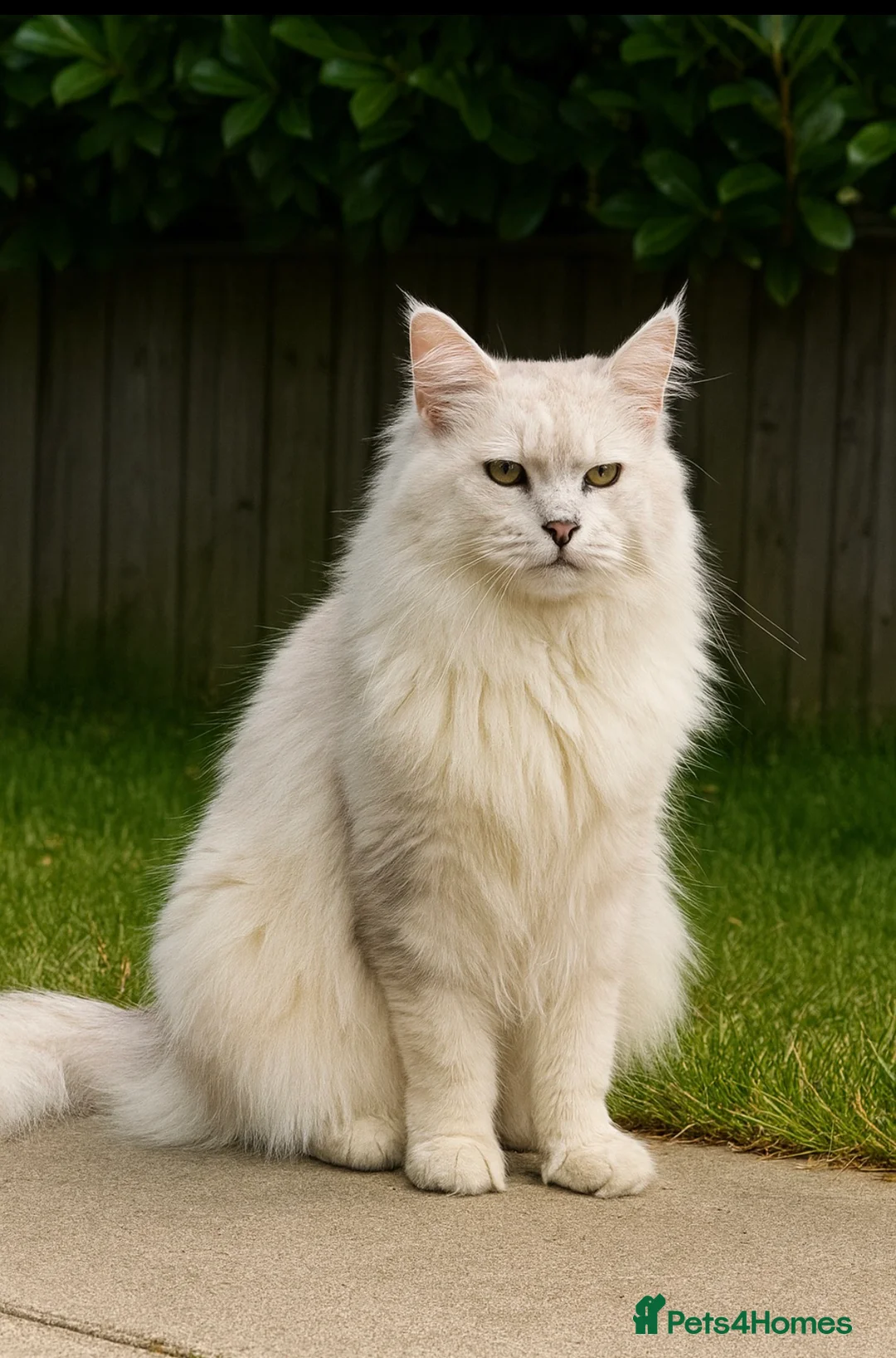 Maine Coon cats for stud: studs available  in Brighouse - Advert 17