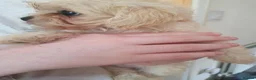 Chipoo dogs for sale: Adorable chihpoo puppies.  - Advert 16