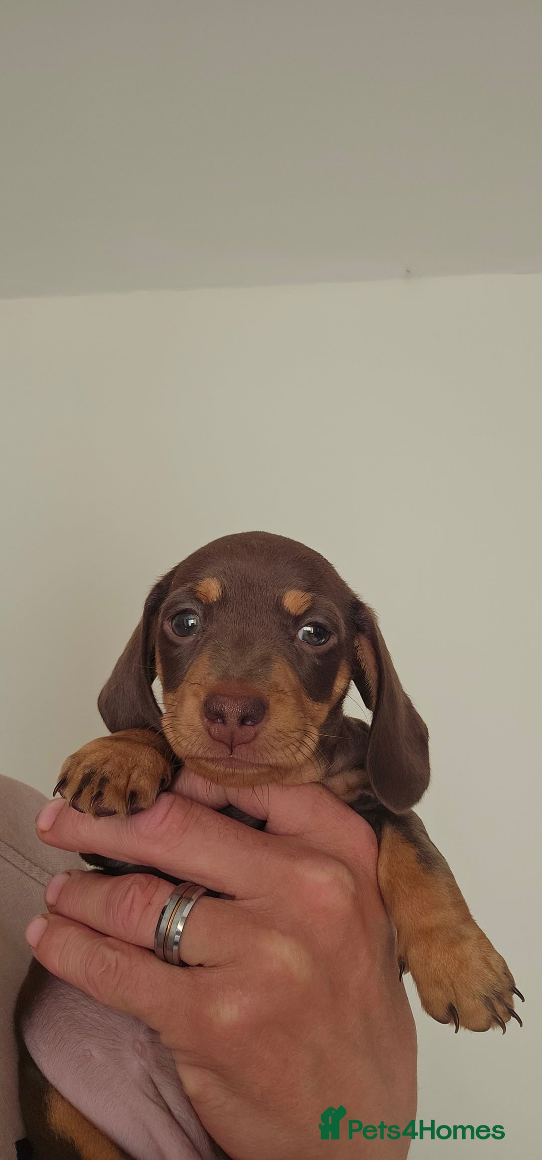 Miniature Dachshund dogs for sale: Miniature daschaund puppies  - Image 5