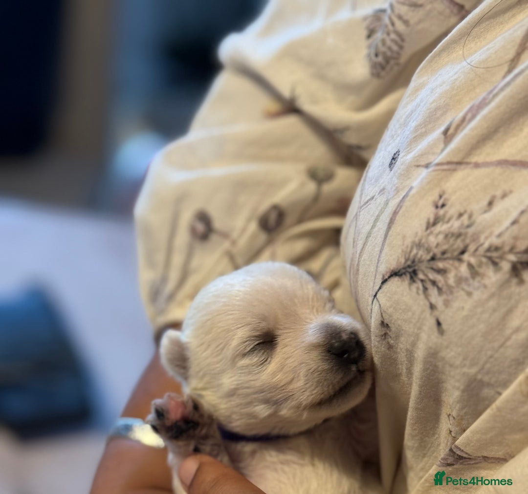 West Highland Terrier dogs for sale: West Highland Terrier Puppies for Loving Homes - Image 19
