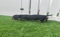 Miniature Dachshund dogs for sale: 4 adorable miniature dachshund puppies  - Image 10