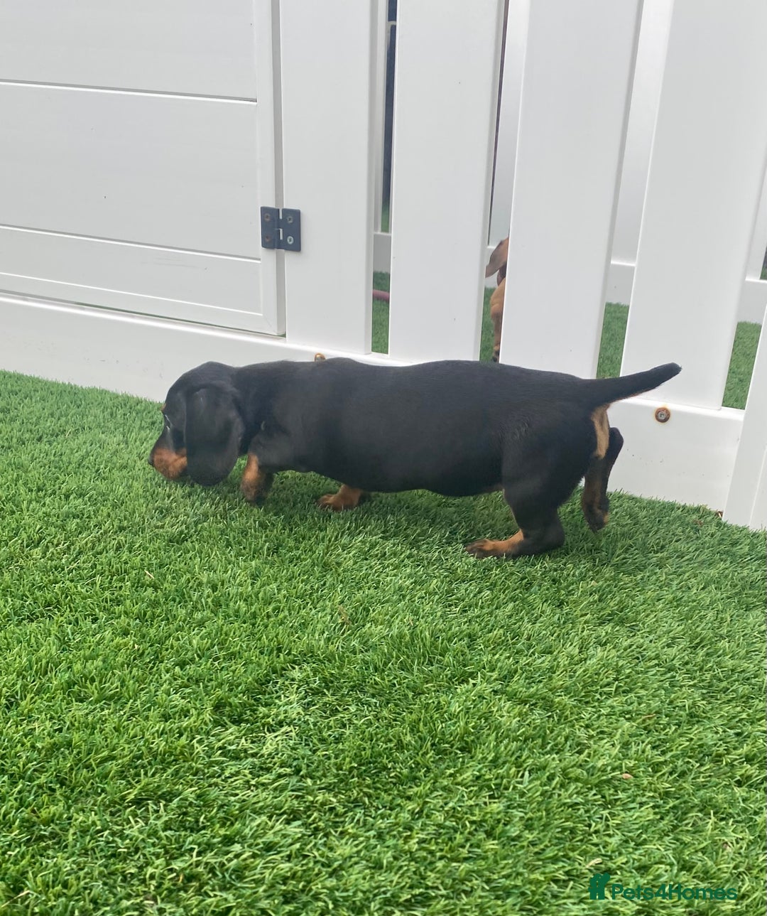 Miniature Dachshund dogs for sale: 4 adorable miniature dachshund puppies  - Image 10