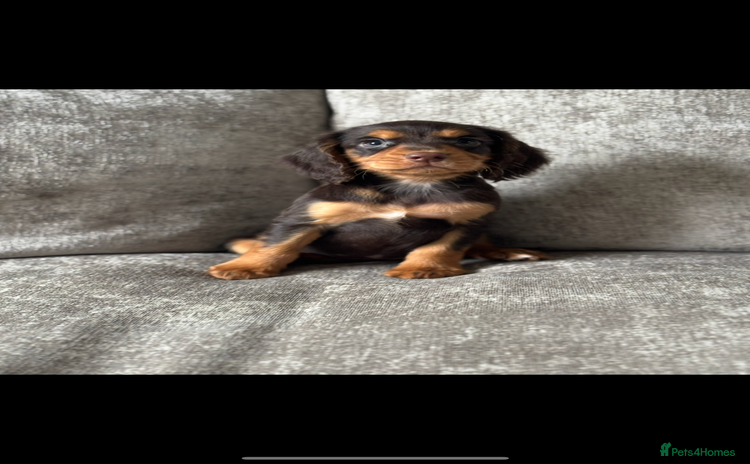 Cocker Spaniel dogs - Advert 13