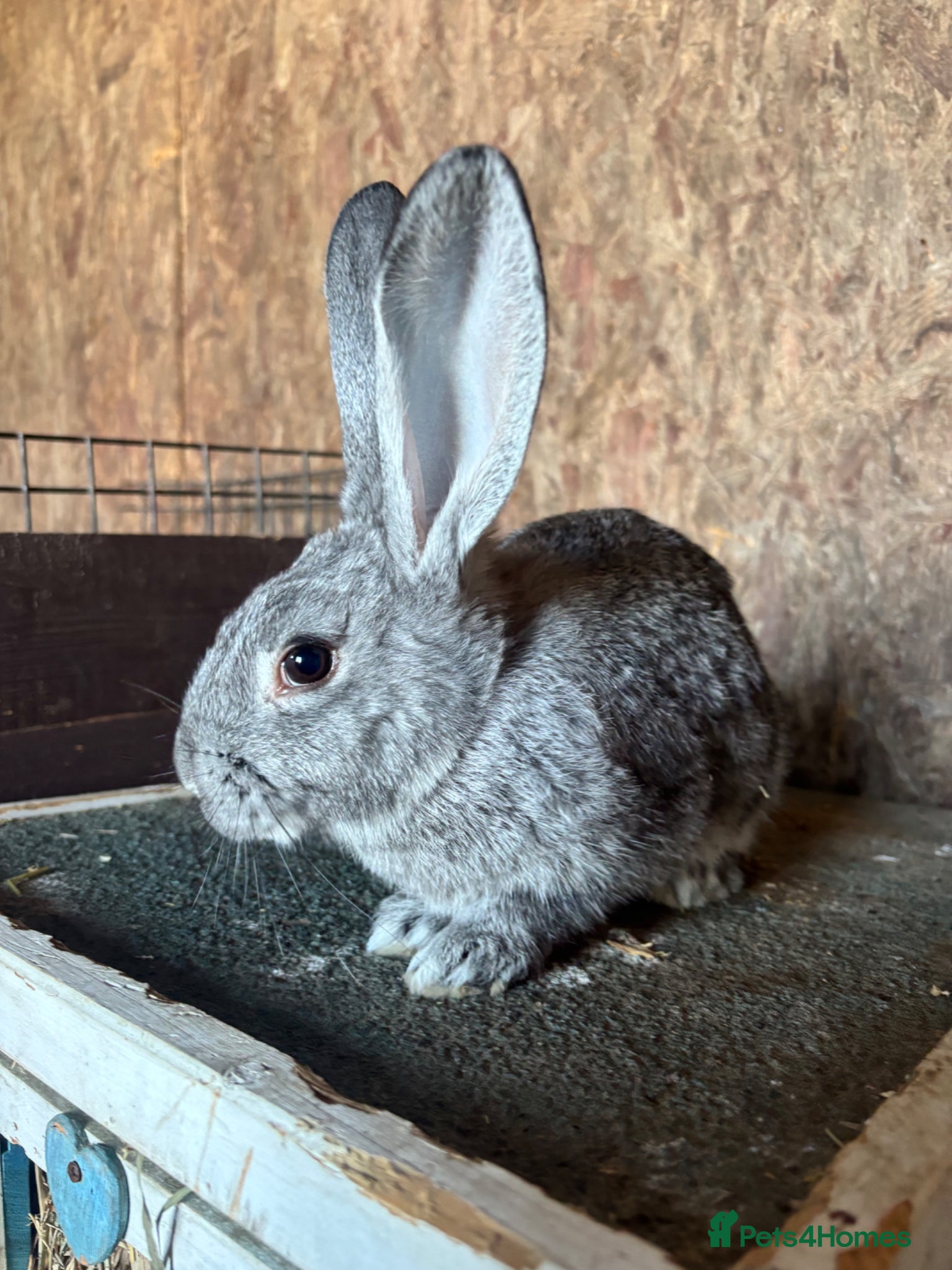 Flemish rabbits Giant Grey Flemish Babies - Advert 10
