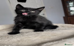 Mixed Breed cats for sale: Russian Blue mix breed kittens  - Image 4
