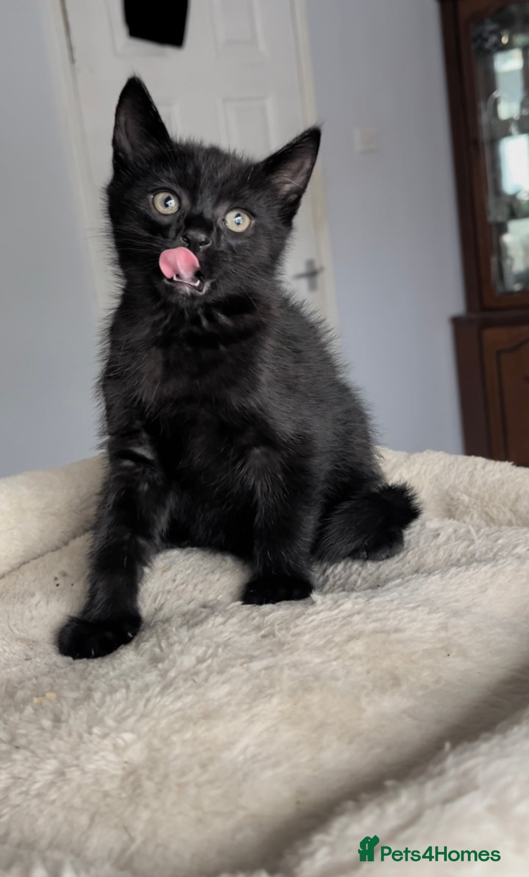 Mixed Breed cats for sale: Russian Blue mix breed kittens  - Image 4