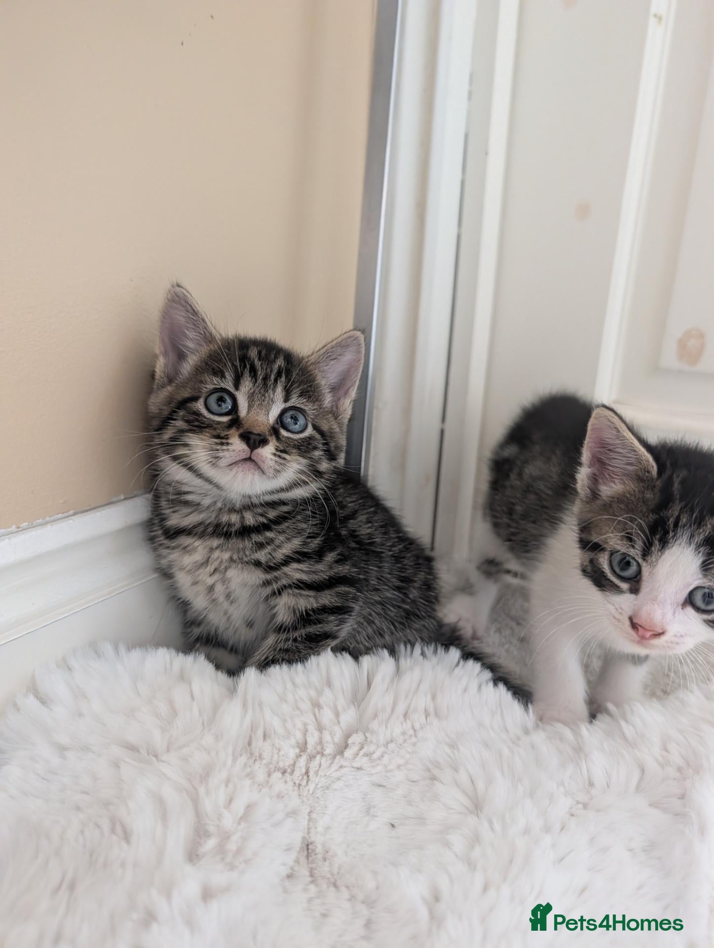 Mixed Breed cats Kittens Looking for Loving Homes  - Advert 2
