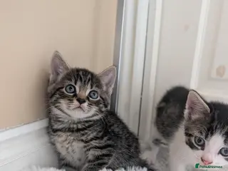 Mixed Breed cats Kittens Looking for Loving Homes - Advert 2