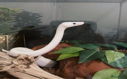 Python Snake reptiles for sale: Blue Eyed Lucy Female Python + Setup - Image 11