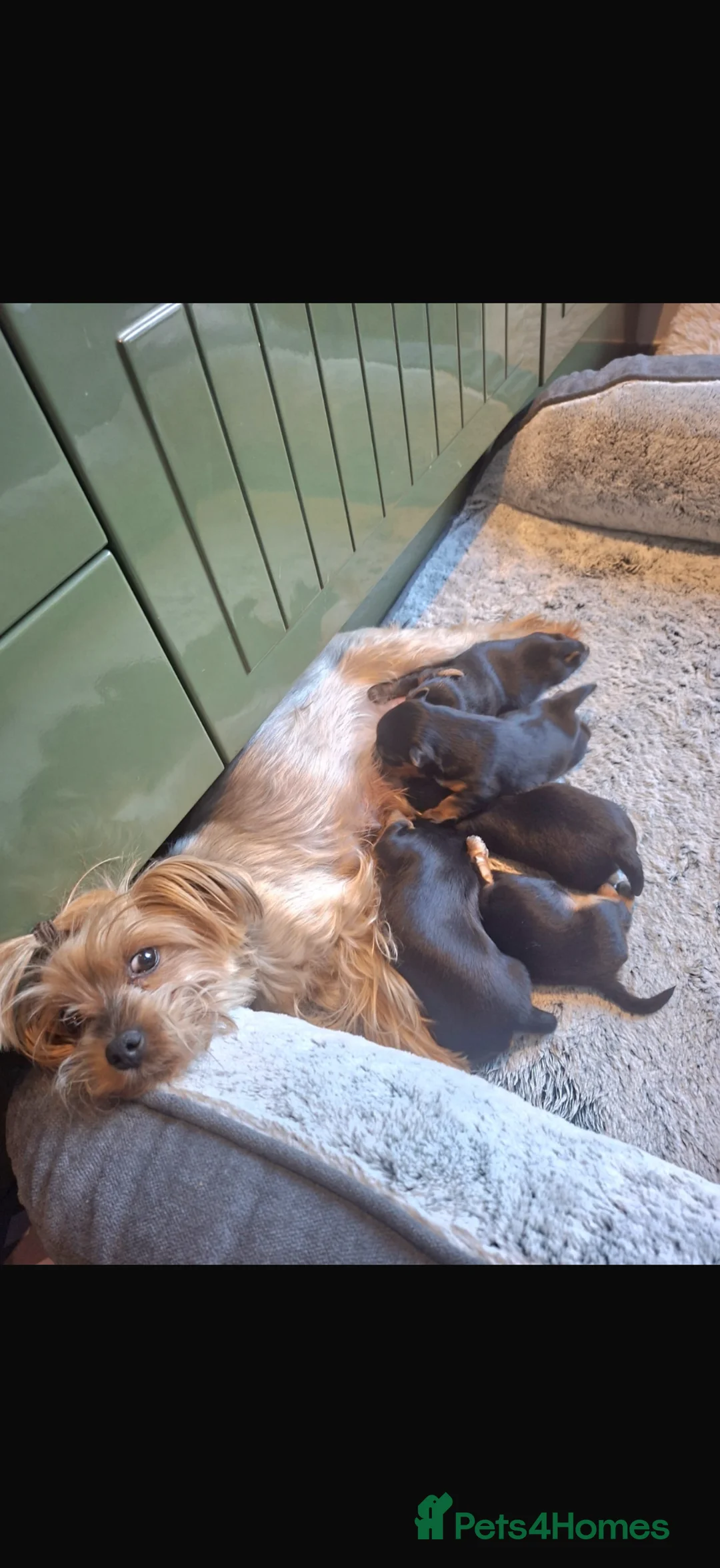 Yorkshire Terrier dogs for sale: Yorkshire terrier puppies for sale  in Peterborough - Advert 1