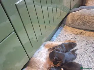 Yorkshire Terrier dogs Yorkshire terrier puppies for sale - Advert 1