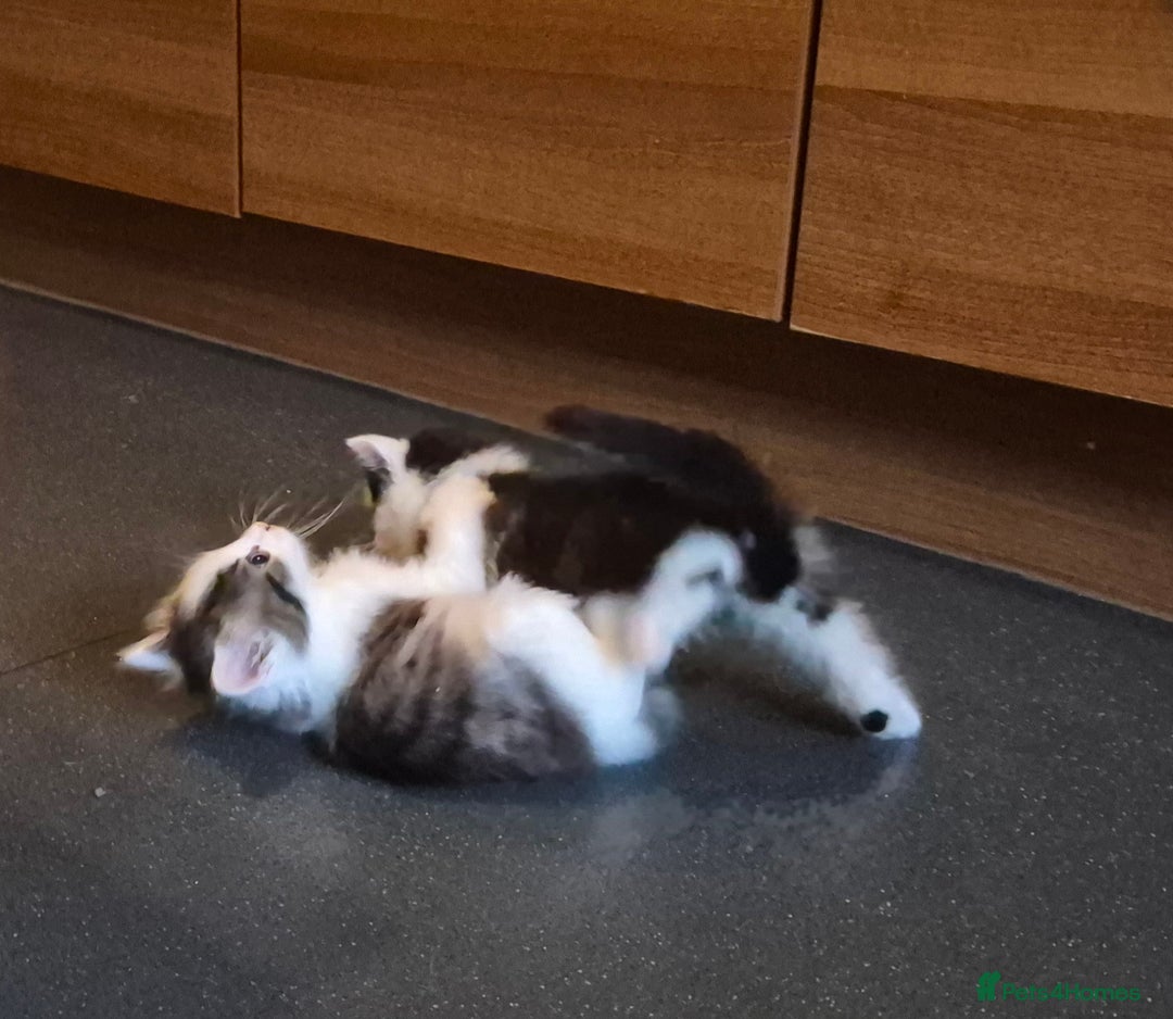 Mixed Breed cats for sale: XxX Gorgeous calico mixedbreed kittens 2 left ♥️  - Advert 10