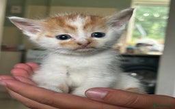 Domestic Shorthair cats for sale: Kittens - Image 2