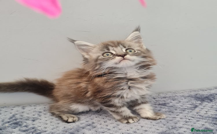 Maine Coon cats - Advert 16
