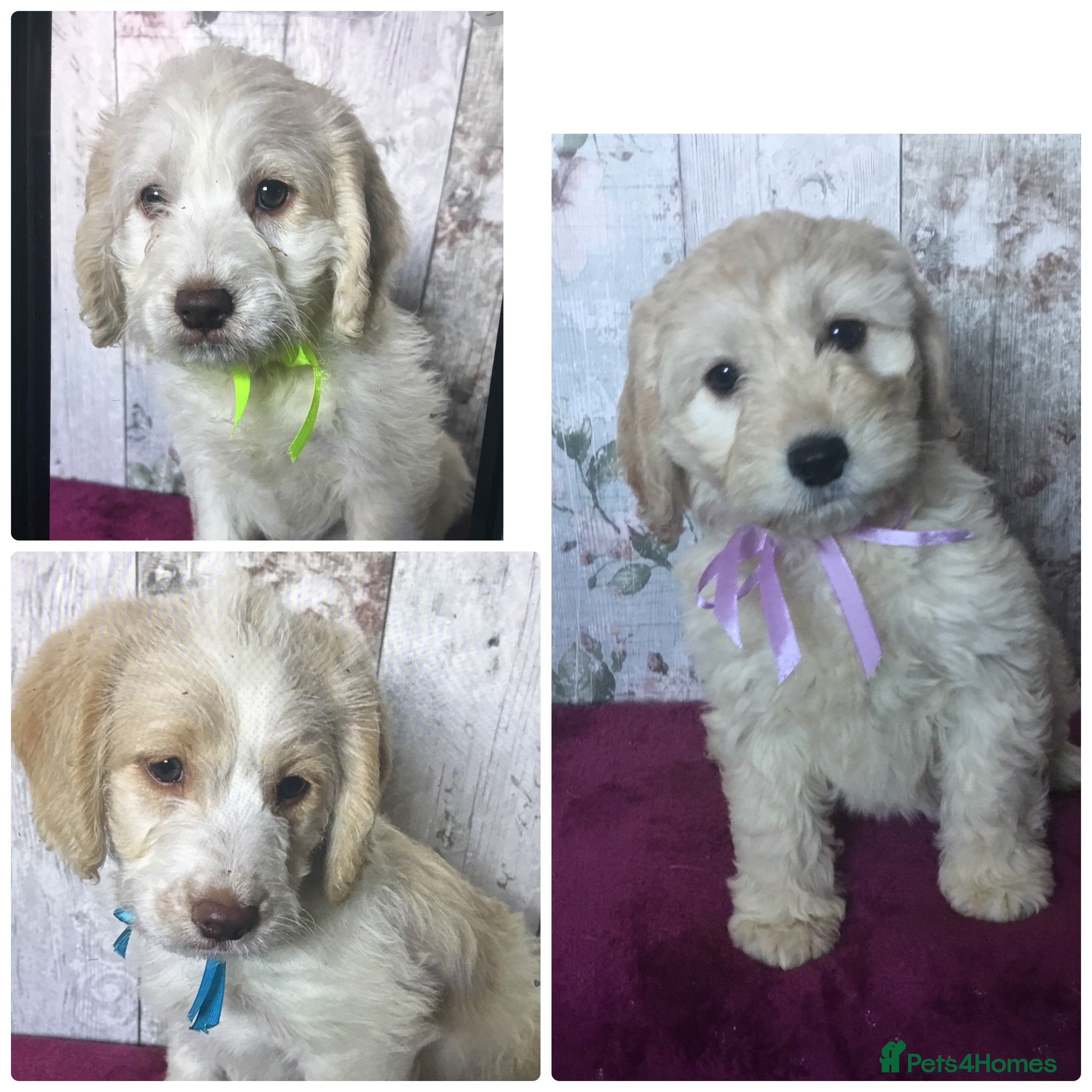 Mixed Breed dogs Cockador x poodle pups( mini doodles) - Advert 9