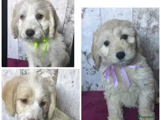 Mixed Breed dogs Cockador x poodle pups( mini doodles) - Advert 6