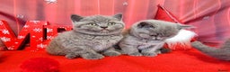 British Shorthair cats for sale: Amazing British Shorhair kittens for sale!!! - Advert 4