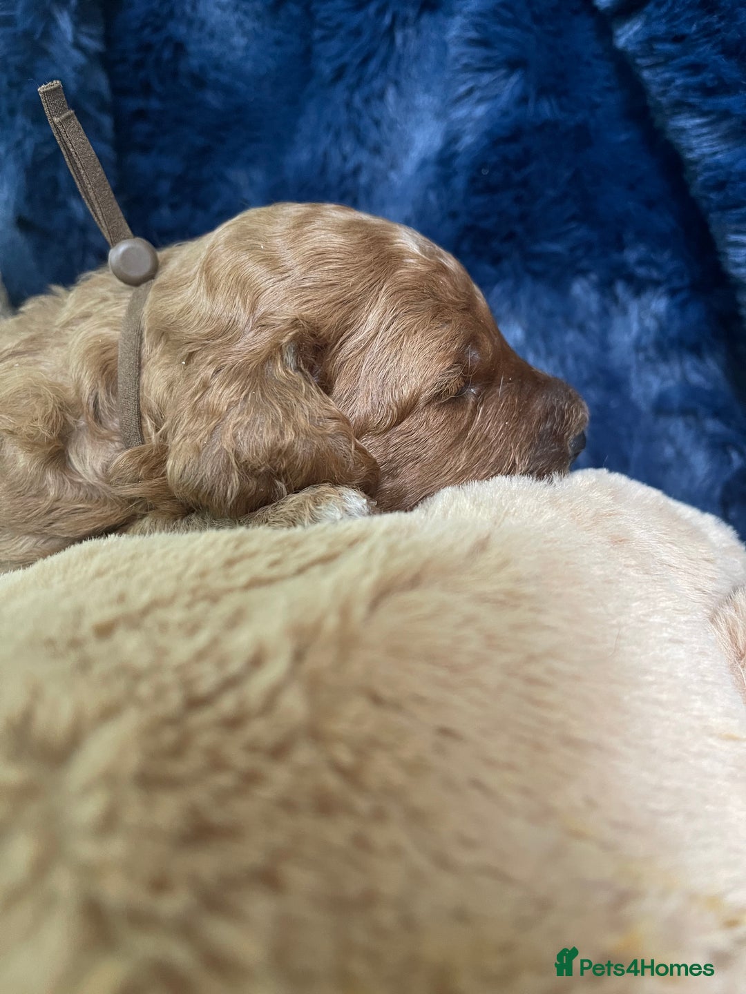 Cockapoo dogs for sale: Adorable cockapoo puppies for sale - Advert 15