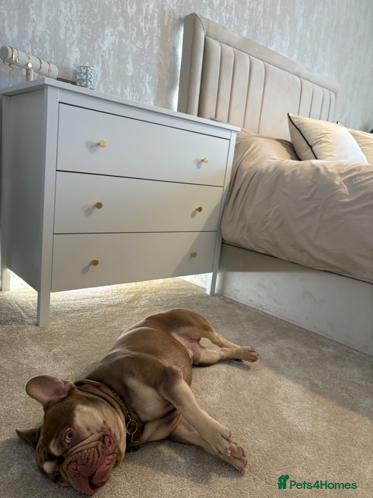 French Bulldog dogs 🐻 New shade chocolate ROJO 🍫  - Advert 1