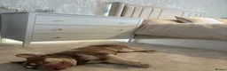 French Bulldog dogs for stud: 🐻 New shade chocolate ROJO 🍫  in Basildon - Advert 1