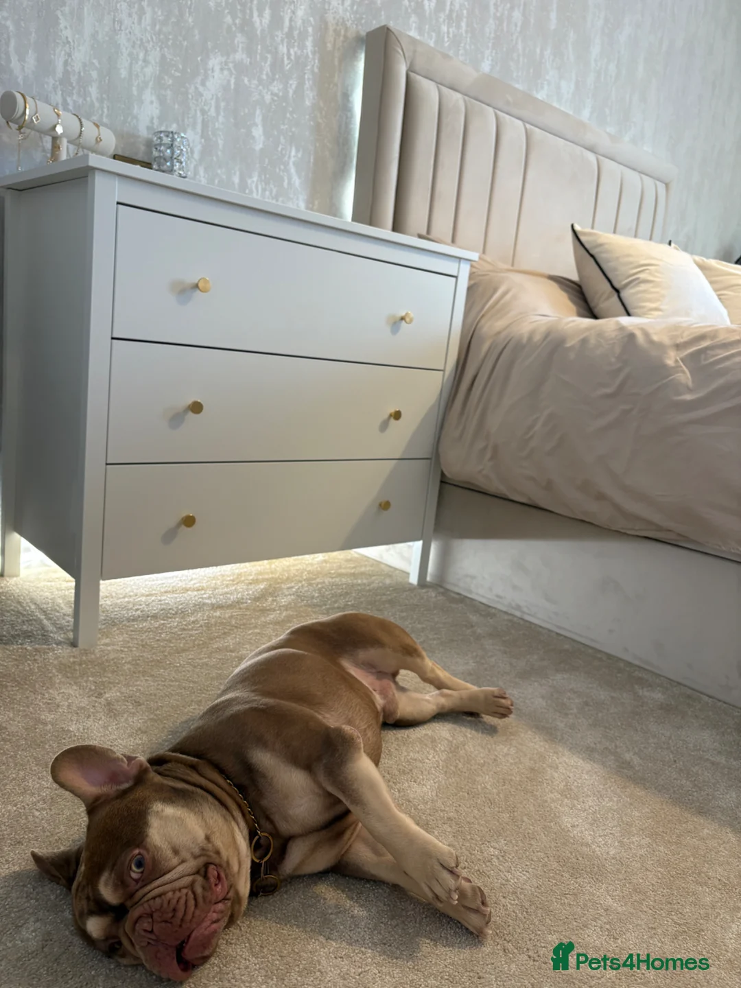French Bulldog dogs for stud: 🐻 New shade chocolate ROJO 🍫  in Basildon - Advert 1
