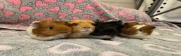 Guinea Pig rodents for sale: Beautiful Guinea pig babies  - Advert 1