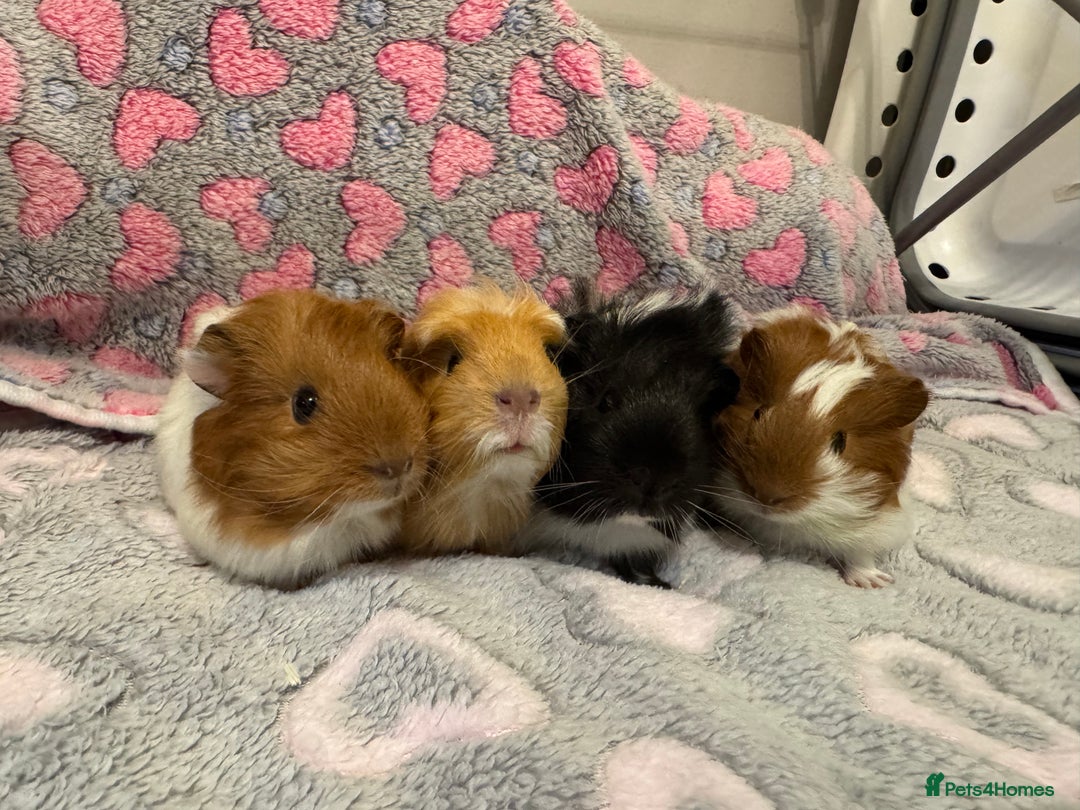 Guinea Pig rodents for sale: Beautiful Guinea pig babies  - Advert 1